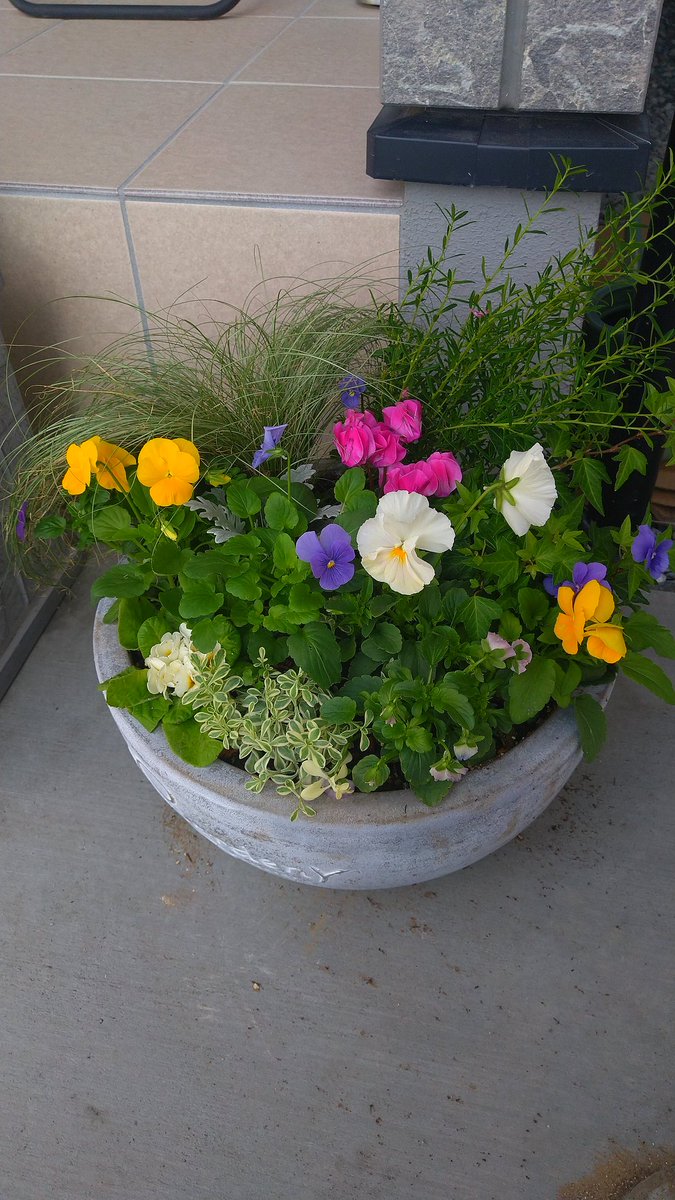 goldentaka_'s tweet photo. 秋冬の花類で寄せ植えに初挑戦 https://t.co/2HyukP2oVX