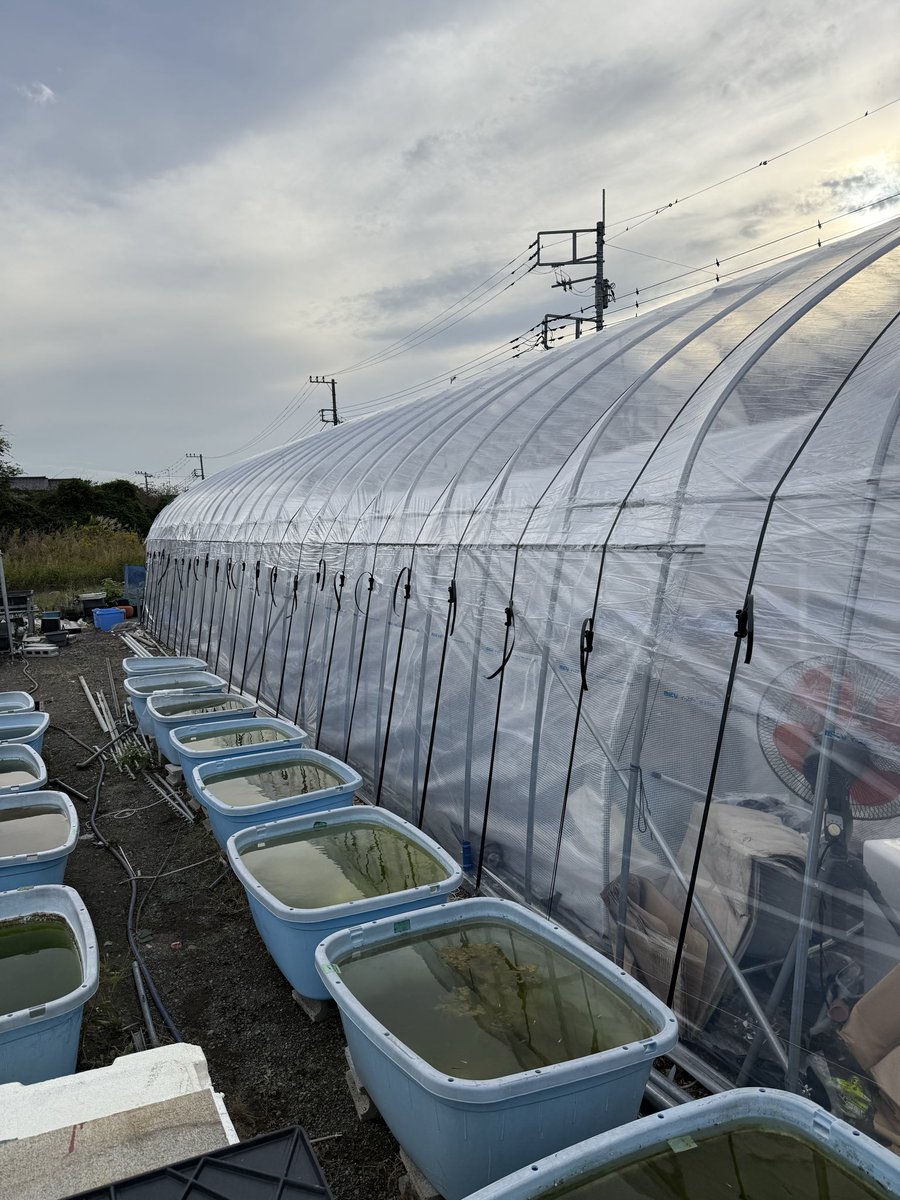 ハウスの天幕張替え終わりました。
お手伝い頂いた2人に感謝🙏
ありがとうございました🙇
コレで冬越し出来ます。