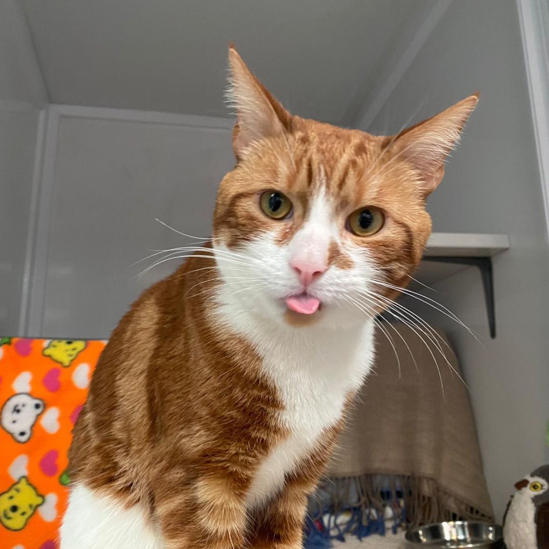 Together For Animals 🐱🐶🐴 tweet media