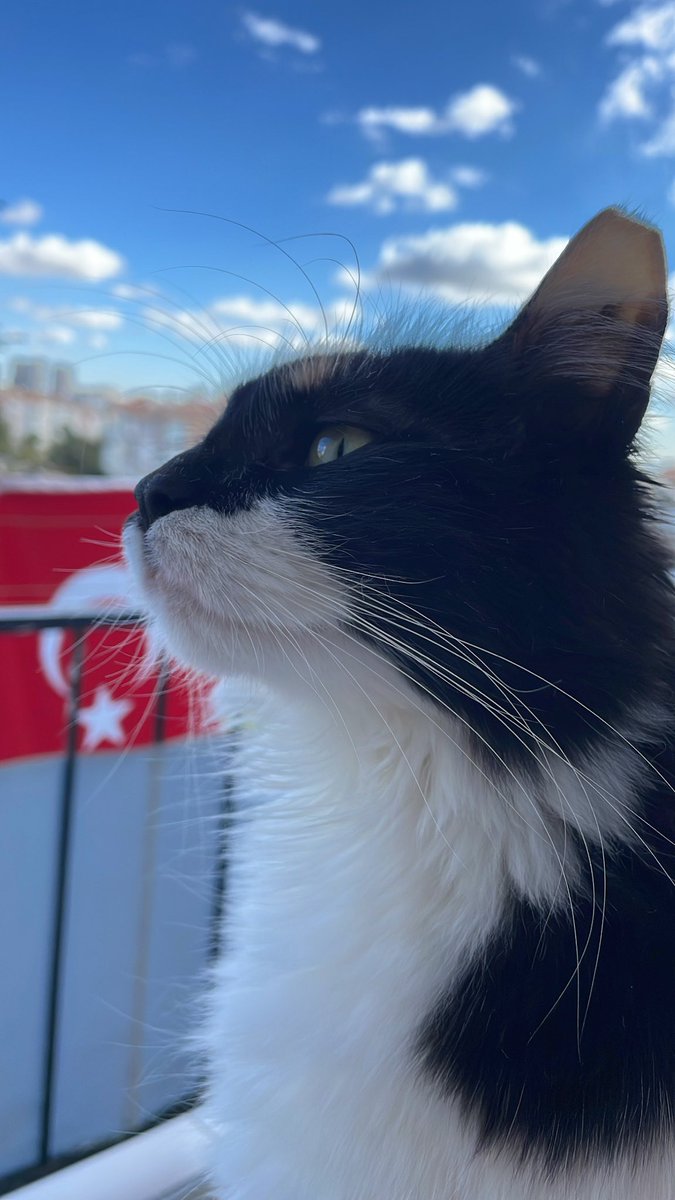 İstiklal marşında saygı duruşuna geçti aslanım benim