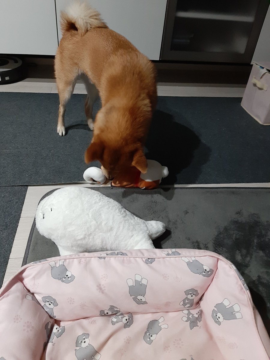 ぬいぐるみ shibainu.inko Amazon.co.jp: クラックス CRUX ニコぬい ぬいぐるみ 2個セット