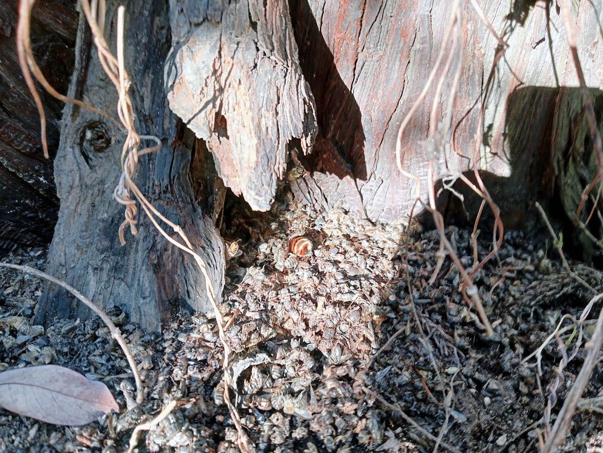 スズメバチの襲撃を受けたミツバチの巣。
地面に散らばるのは、数百の命の痕跡。
巣を守るために戦い、倒れていった小さな戦士たちの物語が、そこにありました。