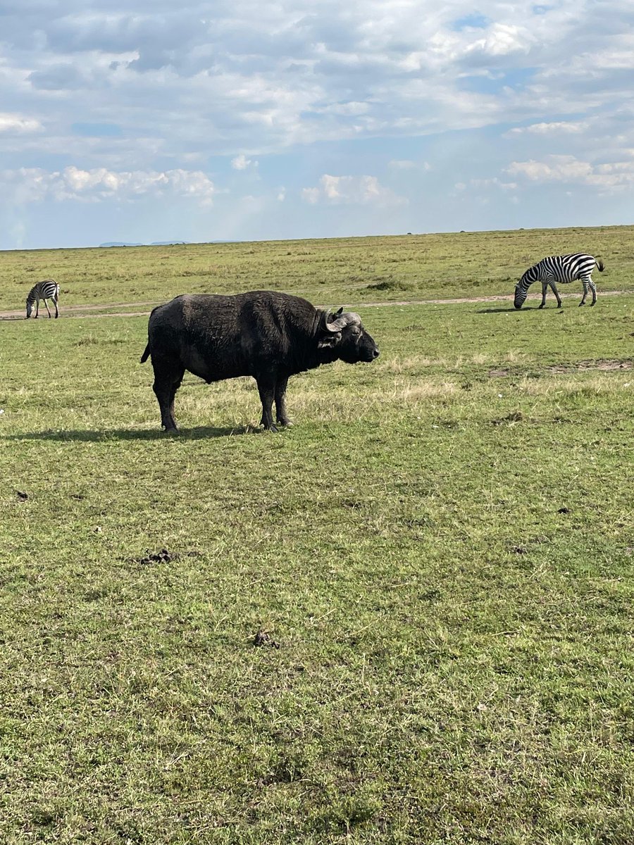 BontelSafaris's tweet image. Wildlife Wednesday ✨️
Just your midweek reminder that the wild never takes a day off🦓🐃🌞

#BontelAdventures #MagicalKenya #WanderlustWednesday #safari