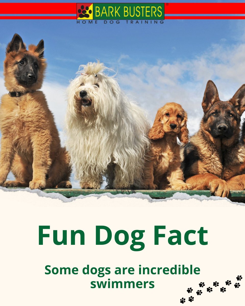 barkbusterla's tweet image. 🎾🐾 Turn frustration into fun! 🐶✨ Our in-home training transforms unwanted habits into great behavior you can trust.
👉 barkbusters.com/dog-training/g…

#FunTraining #BetterBehavior