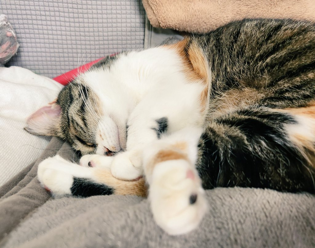 mogu_pero2's tweet image. すやすや  #保護猫  #猫のいる暮らし