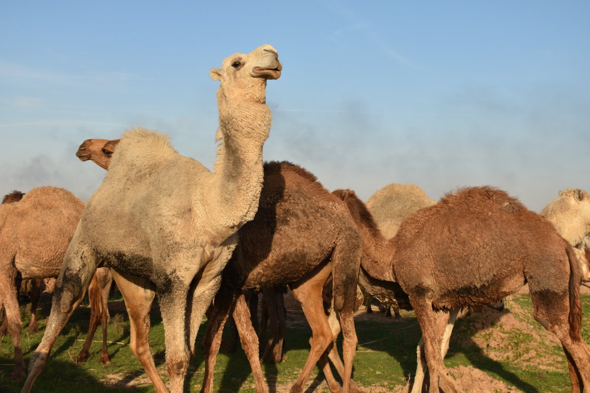 تكررت في الفترة الأخيرة إغلاق عدد من الناشطين العراقيين حساباتهم واختفاء أثرهم أو كتابة اعتذار موجهة للمليشيات التابعة لإيران بالدرجة الأولى أو بعض الشخصيات السياسية والدينية.

سألني عدد من الأصدقاء حول إمكانية اكتشاف من يقف وراء هذا الحساب أو ذلك المُعرّف، من قبل الحكومات أو