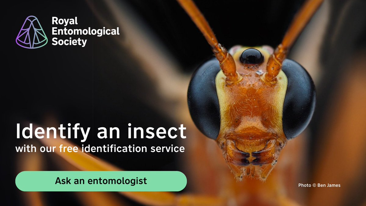 RoyEntSoc's tweet photo. Need help identifying an #insect? Ask one of our experts 🔎

Just fill in the form on our website and we'll tell you more about your little visitor 🔽

https://t.co/K7uMdeNnEB

📸 Ichneumon wasp, Ichneumonidae (c) Ben James

#AskAnEntomologist #AskAnExpert #InsectIdentification https://t.co/el9FLg3sAv