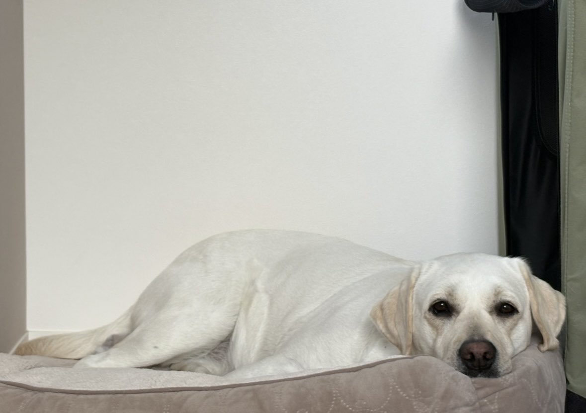 置いただけで自分のベッドと認識してくれるのなんでだろ？
ありがとね、れもん！