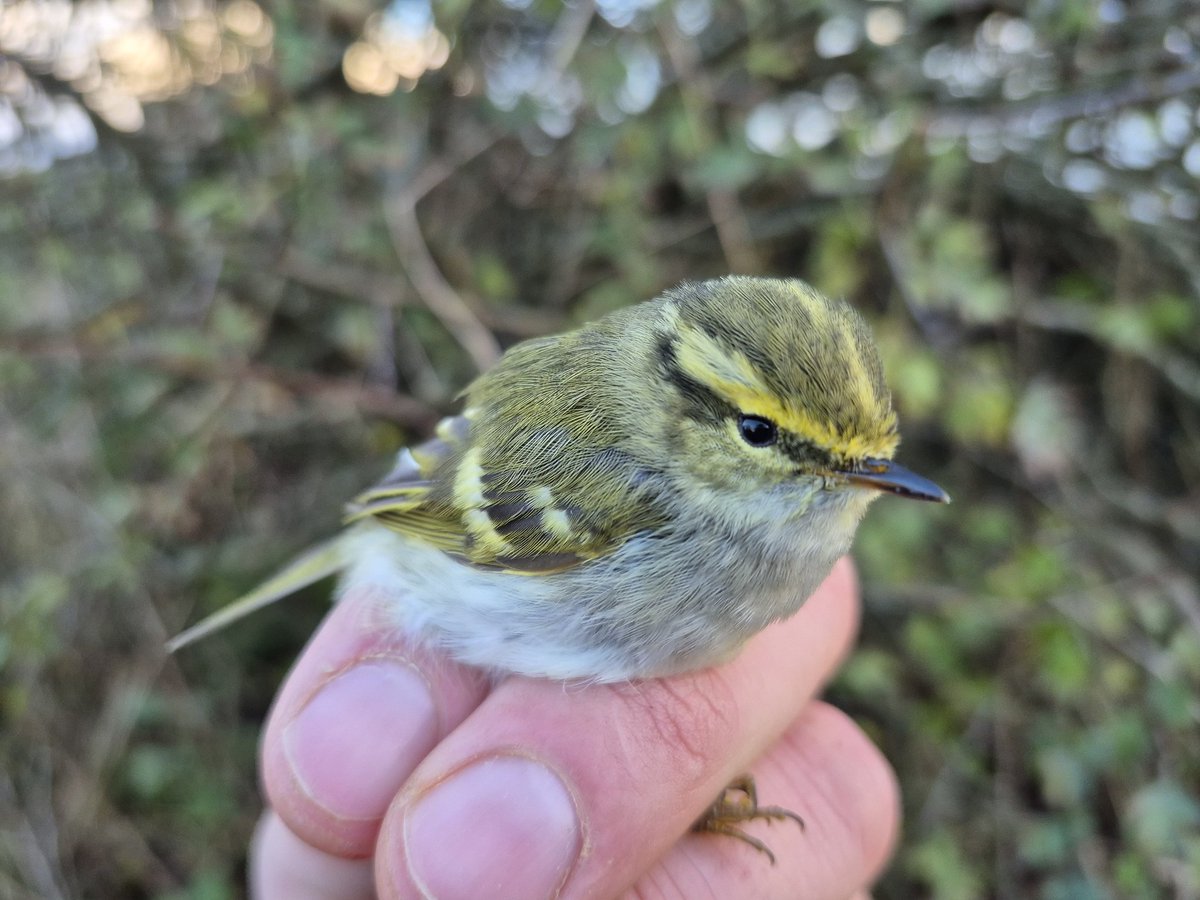 Richard Donaghey tweet media