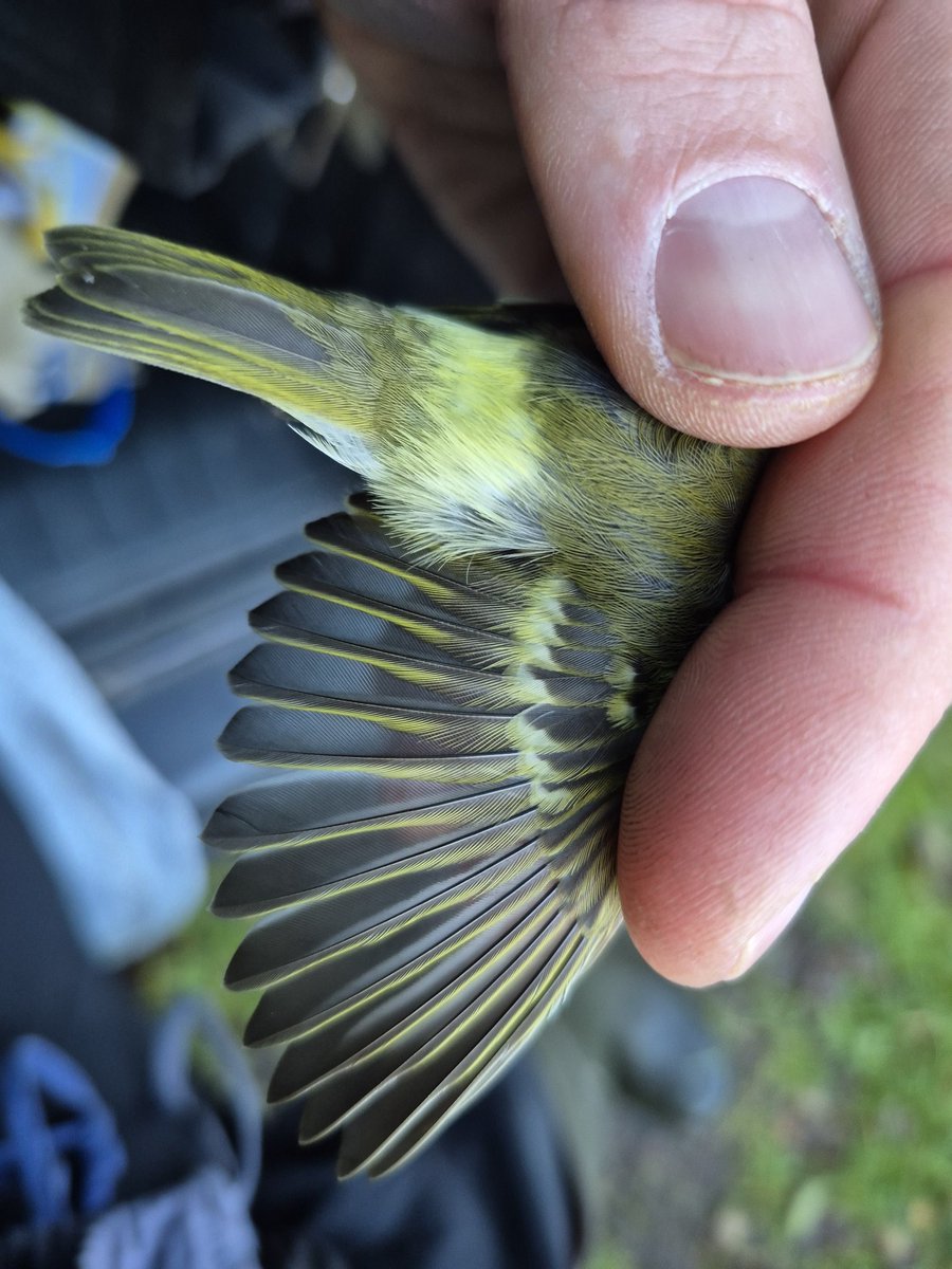 Richard Donaghey tweet media