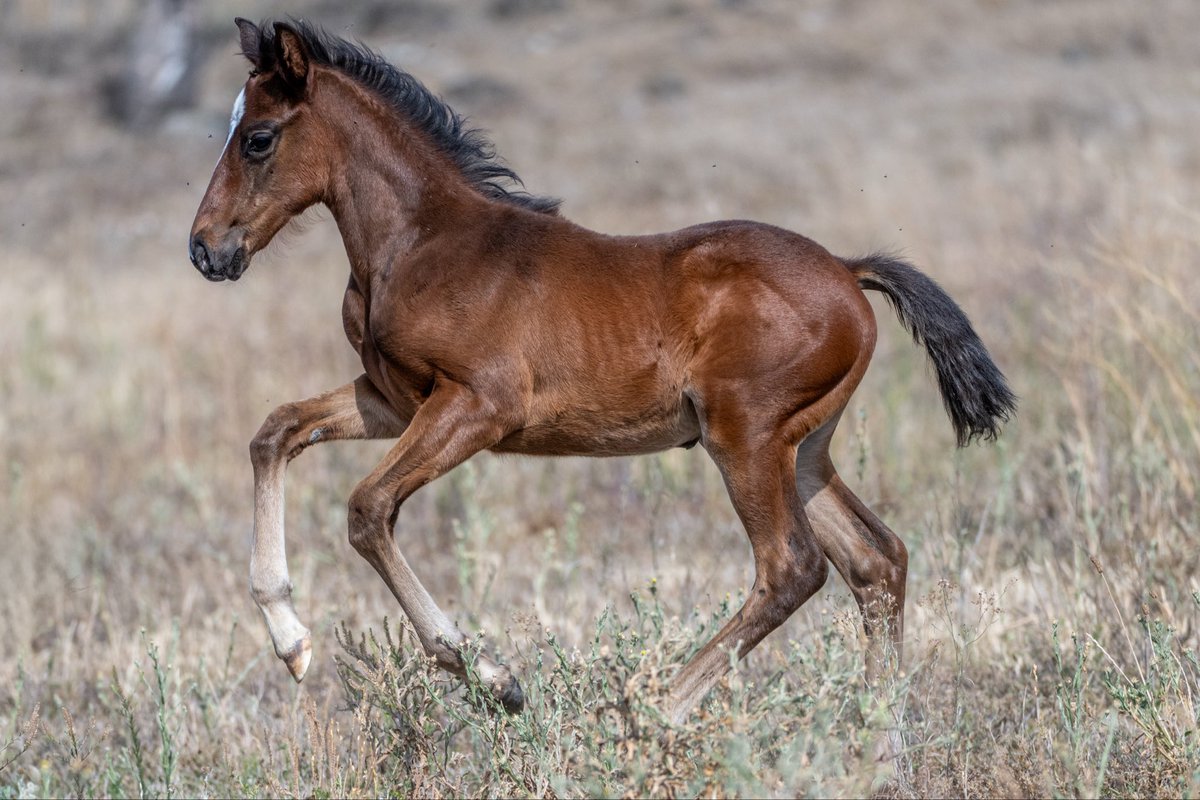FastTrackPhotog's tweet image. What a cracker is this Empire of Japan x Rubikins foal. Such personality and charisma. @breednet @RacingBreeding @SnowdenRacing1 @anz_news
