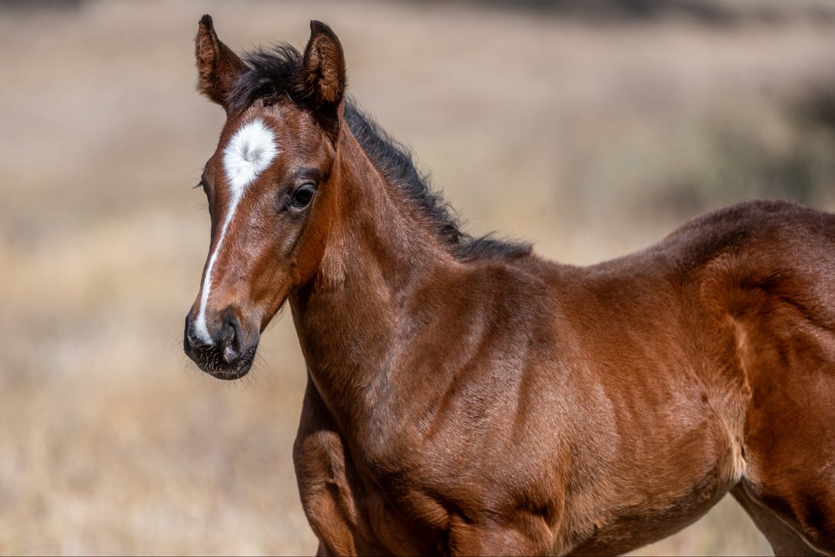 FastTrackPhotog's tweet image. What a cracker is this Empire of Japan x Rubikins foal. Such personality and charisma. @breednet @RacingBreeding @SnowdenRacing1 @anz_news