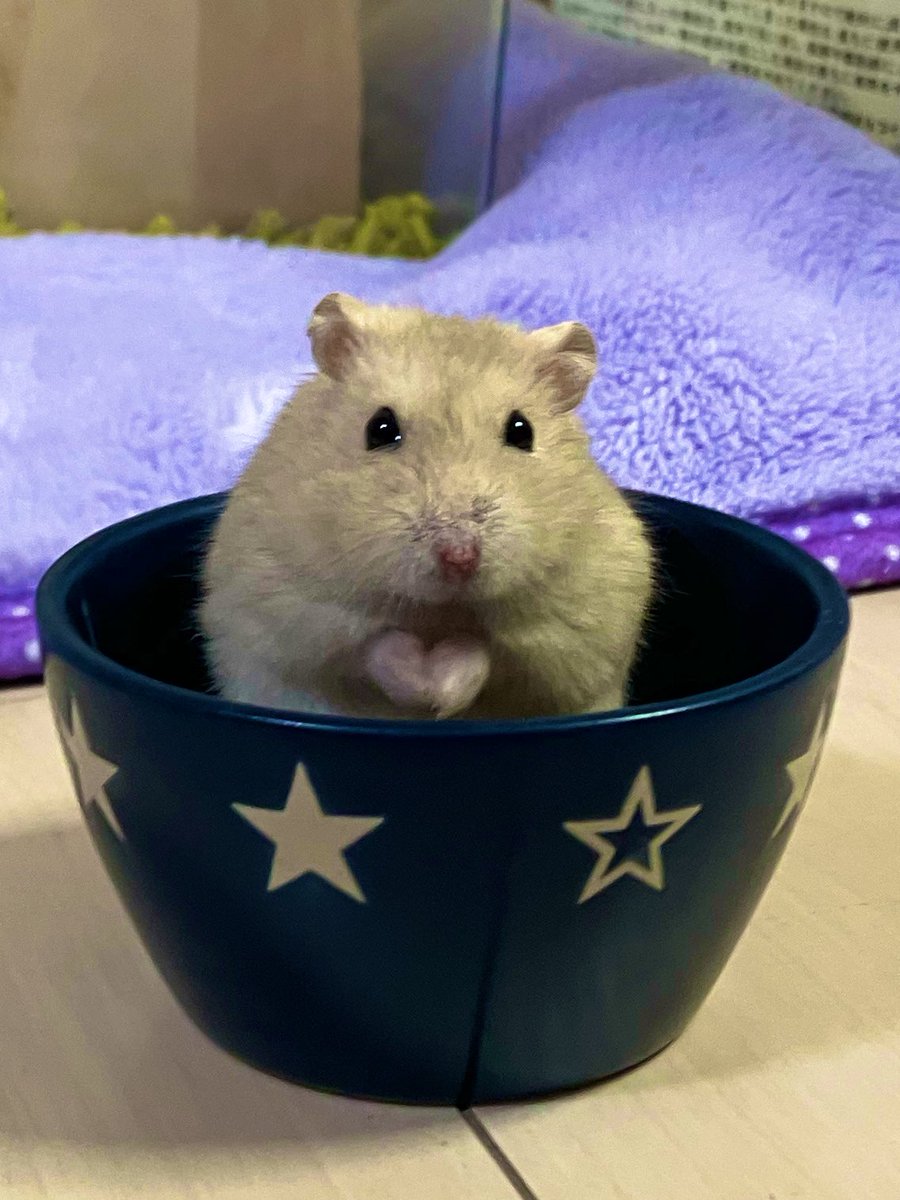 congo77's tweet photo. きなこ🐹
我が家に迎えてちょうど１年半の日
天国へと旅立ちました🌈
よく食べよく走る元気な子
あだ名は　きなきち
我が家へ来てくれてありがとう❤️
天国でふわちゃんだいちゃんと仲良くね🐹🐹🐹 https://t.co/p7RQ8jezMk