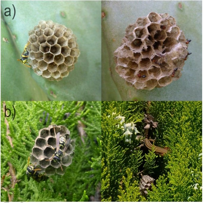 AeEntomologia's tweet photo. Nueva nota en el Boletín de la AeE 

Nest predation of Polistes gallicus (Linnaeus, 1767) (Hymenoptera, Vespidae) by Psammodromus algirus (Linnaeus, 1758) (Reptilia, Lacertidae) and Crematogaster scutellaris (Olivier, 1792) (Hymenoptera, Formicidae)
 https://t.co/NQIE0U3maj https://t.co/nwaQLpv6YS