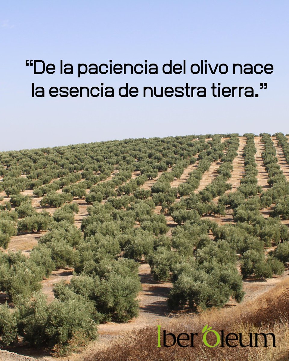 🌳✨ Paciencia, tierra y tiempo.

Así se cultiva la esencia que da vida al aceite de oliva virgen extra, símbolo de tradición, trabajo y excelencia.

Cada olivo es una historia… y cada gota, un legado. 💚

#IberOleum2025 #AOVE #AceiteDeOlivaVirgenExtra #Olivar #CulturaDelAceite