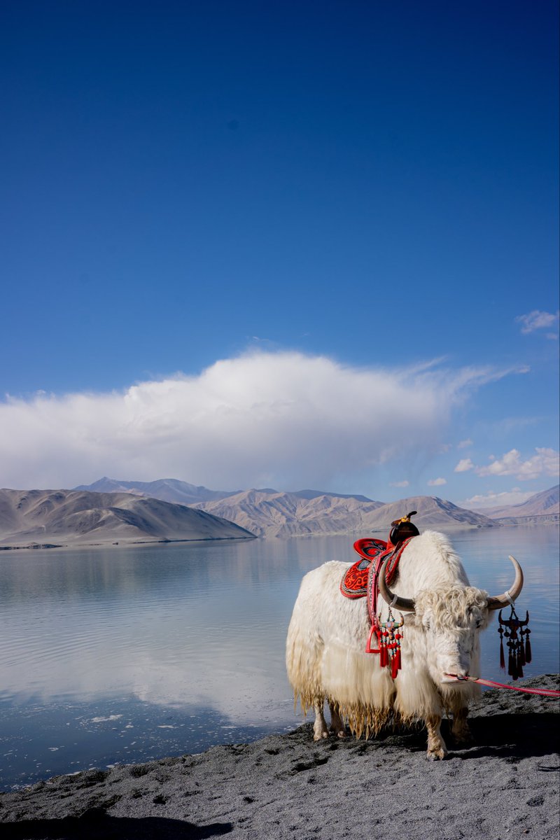 squibsters's tweet image. Met the most gorgeous looking yak somewhere in near the china pakistan border 🥺❤️