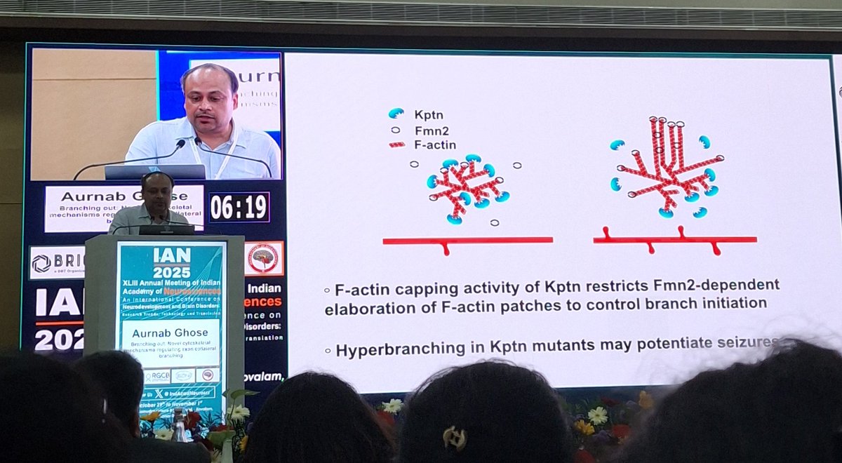 aamaarkatha's tweet image. His group revealed how Formin-2 and Kaptin shapes axon navigation &amp;amp; enable collateral branching, a key mechanism for circuit refinement and learning 🤝
Actin dynamics → connectivity → cognition 🔁
#NeuralPlasticity #Cytoskeleton #SynapseBiology #seizures