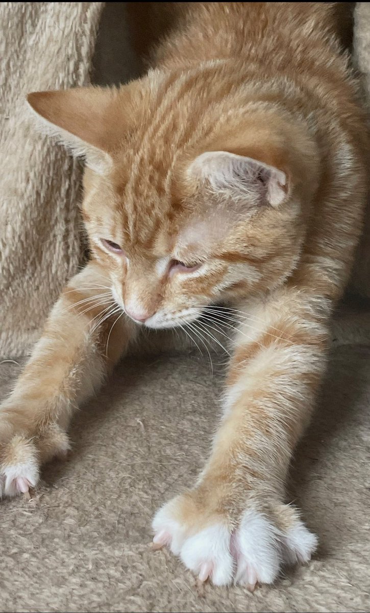 SoxandD's tweet photo. #whiskerswednesday yay 🎉 I’m stretching my #murdermittens 🙀😹🐾

Have a great #humpday love #bossTeddy roarrrrr!! 🦁 🍂 🍁 😻🌹💐💕🐾 👻 🎃 

#CatsOfTwitter #wednesdaymotivation #Wednesdayvibe #wednesday #SNELovesPets #Wednesdayfeeling https://t.co/EF6msRuCVf