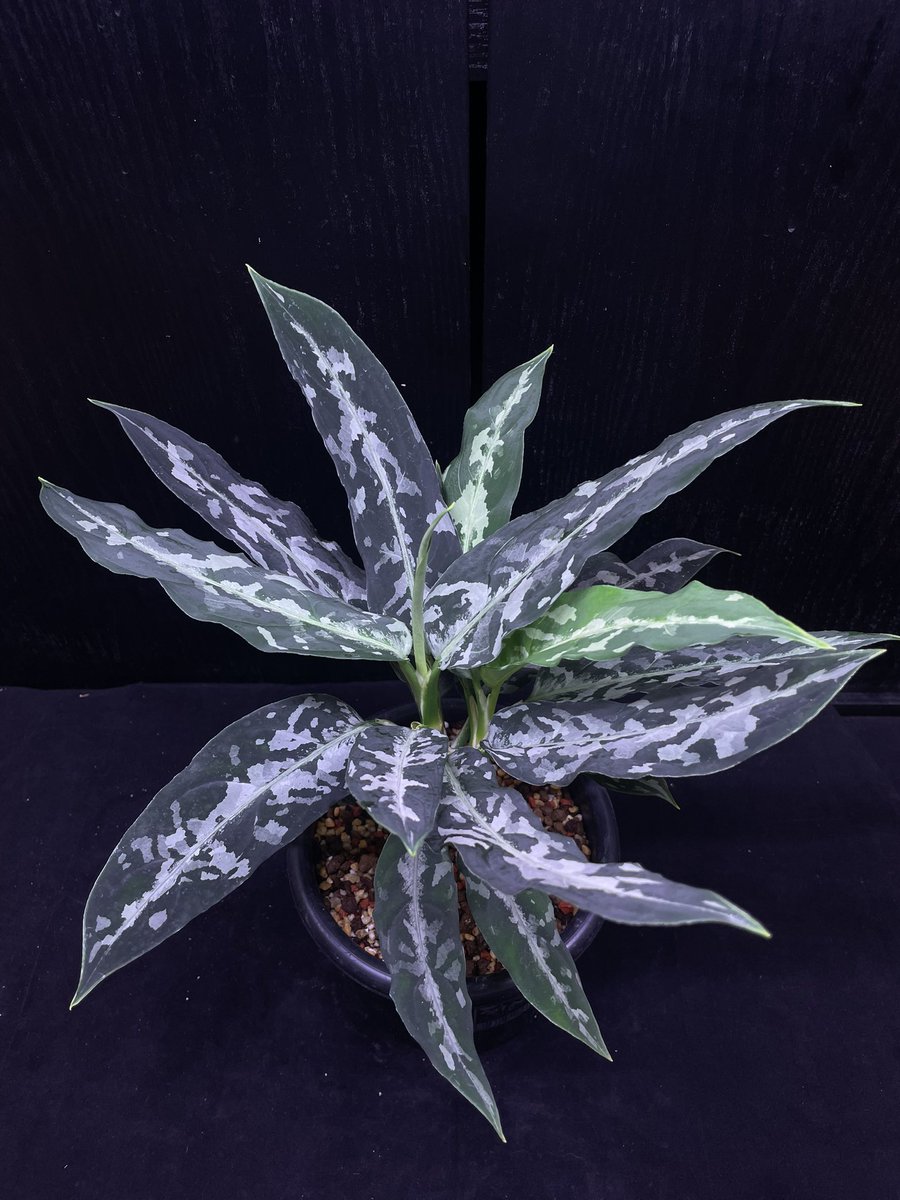 あおまだらページ hqdefault.jpg