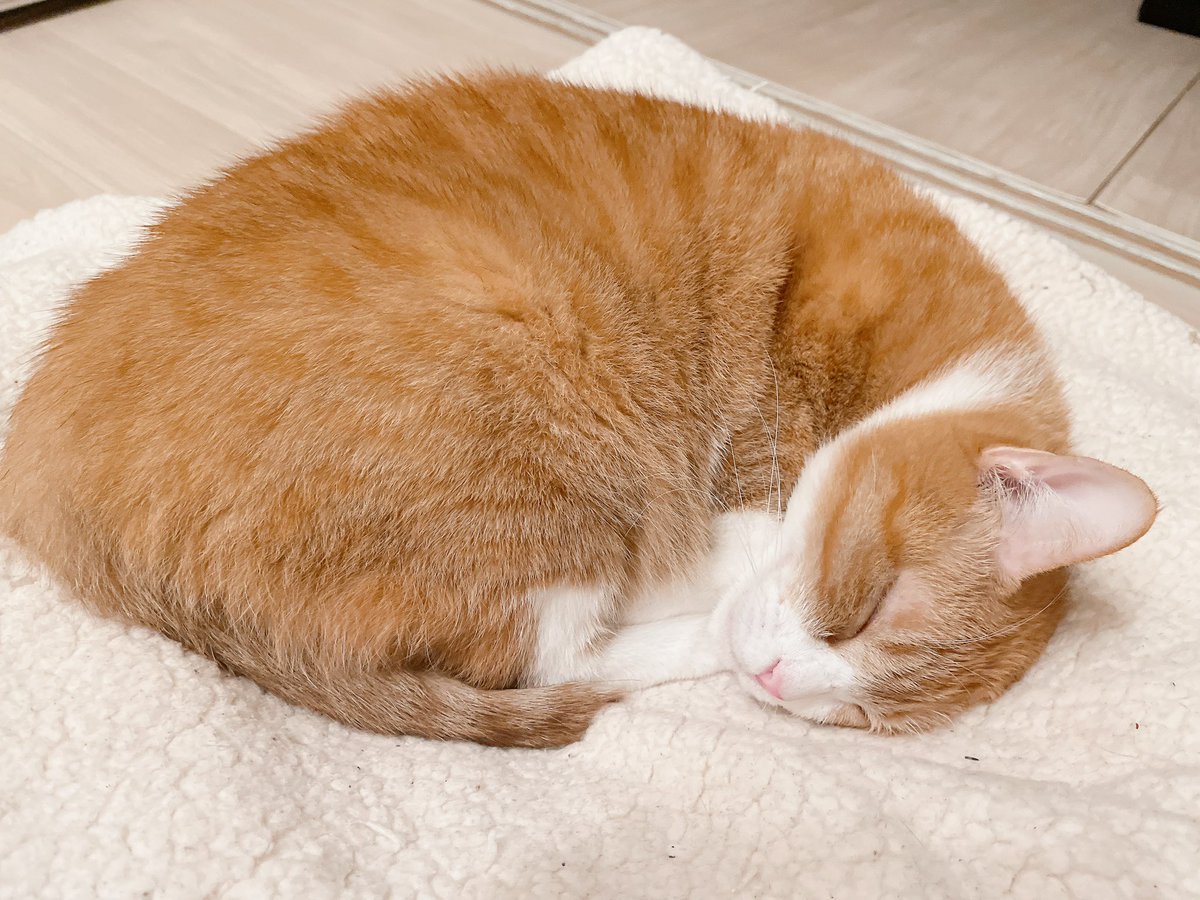 ⭐︎にゃこ⭐︎ きなこ on X