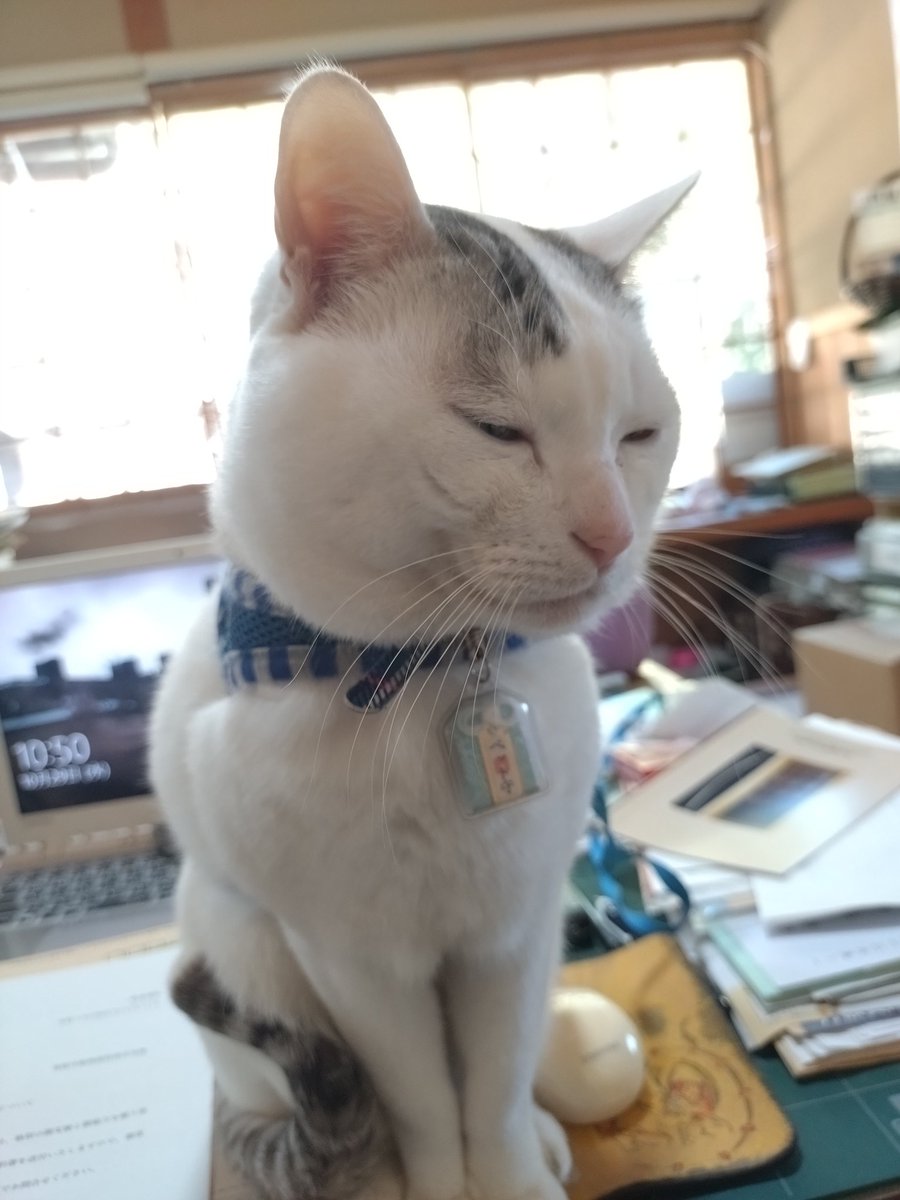 木山神社の招き猫 on X