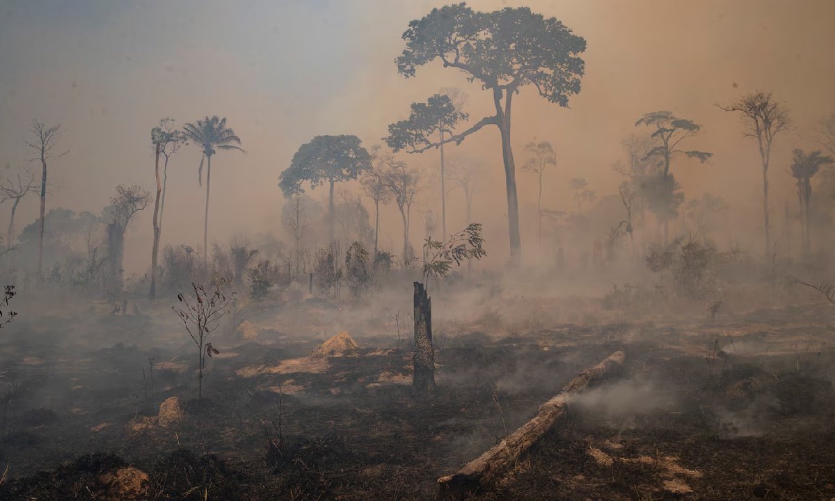 U.S. Shutdown Triggers Global Fallout: Aid Cuts Linked to Coca Expansion and Amazon Deforestation

As Washington halts funding, Latin America faces rising instability — drug traffickers exploit weakened U.S. presence in Peru’s Amazon.

#Trump #deforestation #ForeignAid #Coca