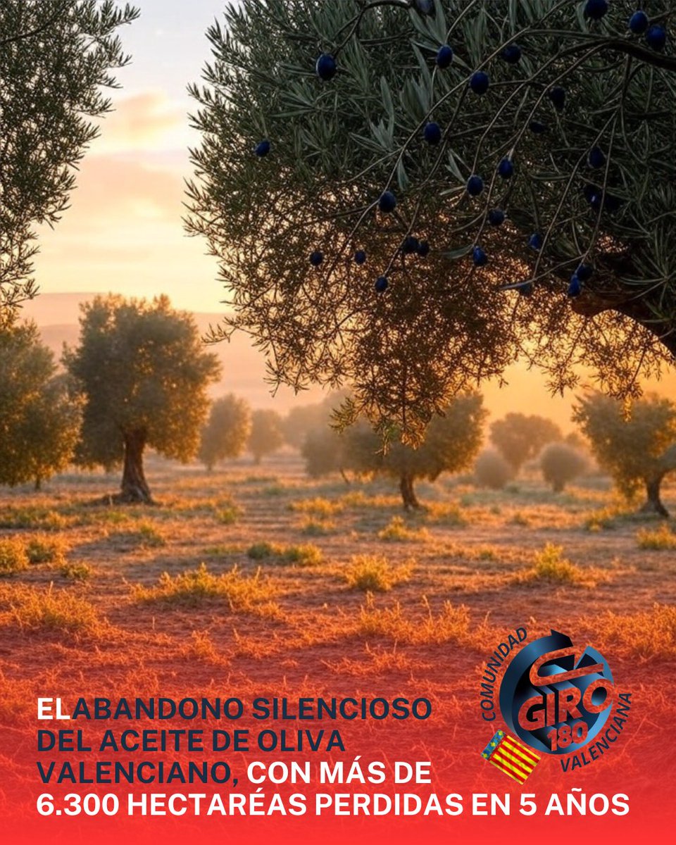#ultimahora Hemos perdido más de 6.500 hectáreas en 5 años en la <a href="/generalitat/">Generalitat</a> ante la pasividad de <a href="/carlos_mazon_/">Carlos Mazón</a> y <a href="/ximopuig/">Ximo Puig</a> 
Es el momento de garantizar la soberanía alimentaria y el #ProductoEspañol
<a href="/marianocalabuig/">Mariano Calabuig</a>