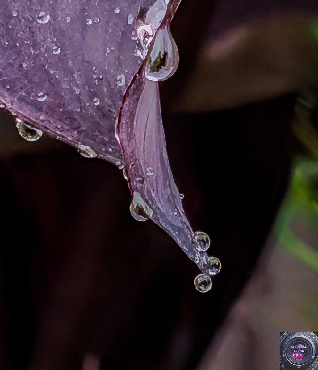 ChristianLedan's tweet image. Colocasia plant, glistening with water droplets.

#pixelphotography #googlepixel10 #androidphotography #nature #botanical #naturephotography #plant #water #droplets #christianledanphotos #photographer #photography #mobilephotography #brooklynbotanicgarden