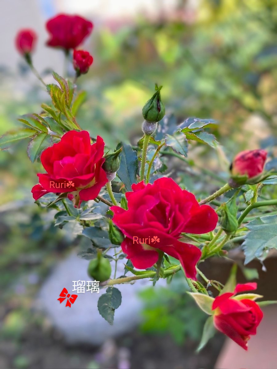 💌 With love 

📸10/22🌹In my rose garden 
#RoseWednesday