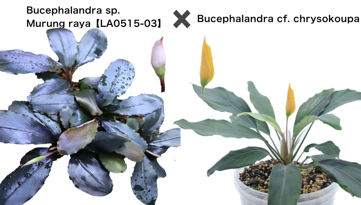 ちょこざいブレイン　アワサンゴ yamagoya on X