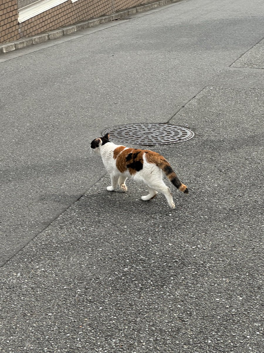 ktm_orange513's tweet photo. 三毛猫🐈 https://t.co/7f9n3aVtN9