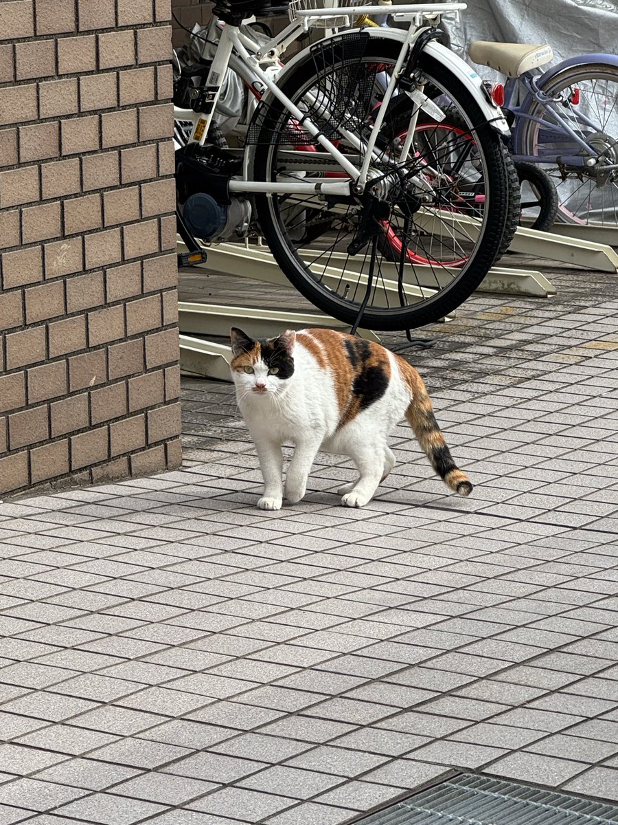 ktm_orange513's tweet photo. 三毛猫🐈 https://t.co/7f9n3aVtN9
