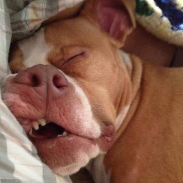 What I think I look like when I'm asleep and what I actually look like.