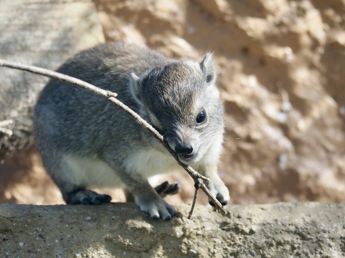 草木と小さな動物 ii_7 on X