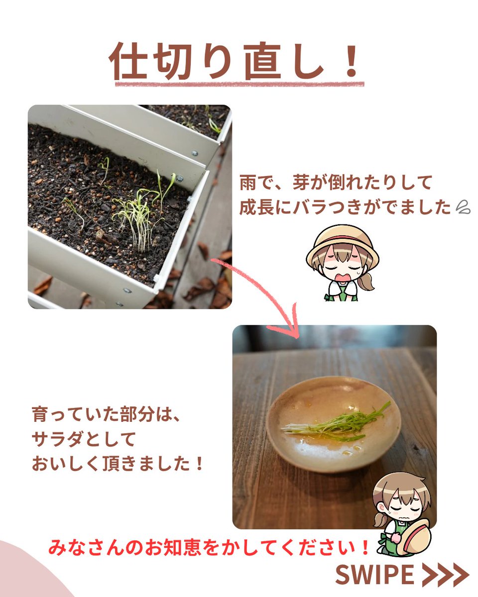 初心者が家庭菜園やってみた Vol.3🌱

リサール酵産の家庭菜園経験ゼロのメンバーがチャレンジ💪

台風対策で不織布をかぶせてみましたが、
雨がかかり、成長にバラつきが出てしまいました😢

みなさん、軒下でも雨にかかる環境で、雨対策はどんなことをされていますか？
