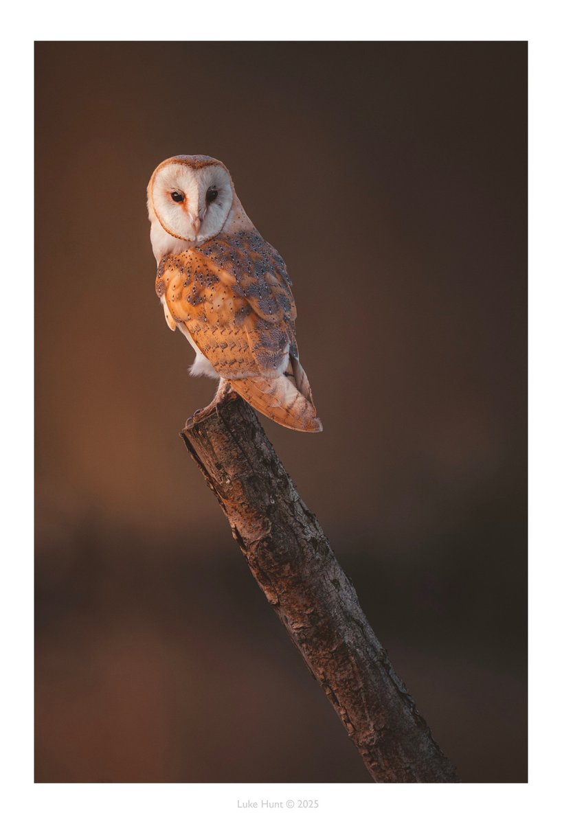 Fotospeed tweet media