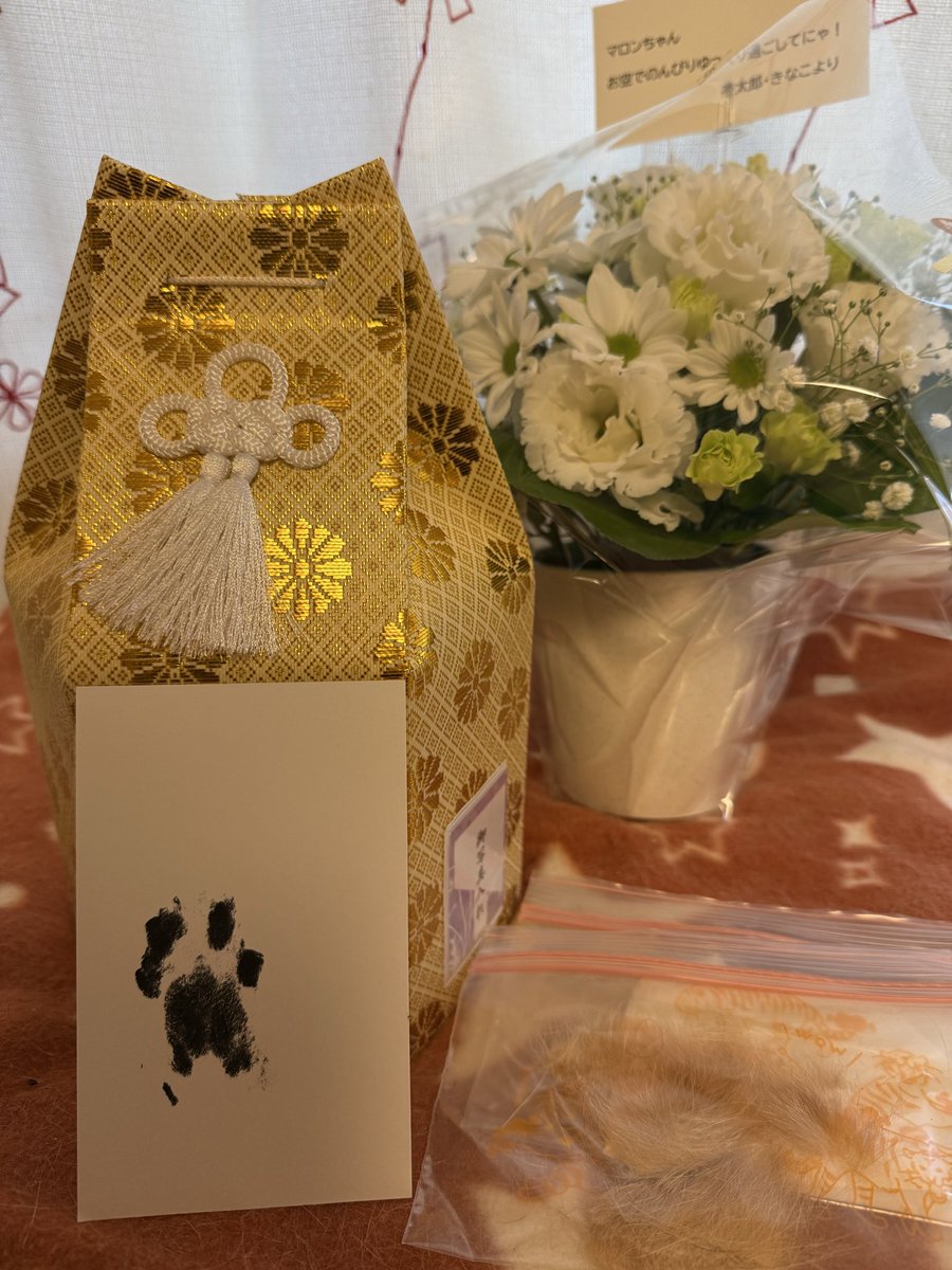 みぃすけ (@Mimami_cat) / Posts / X