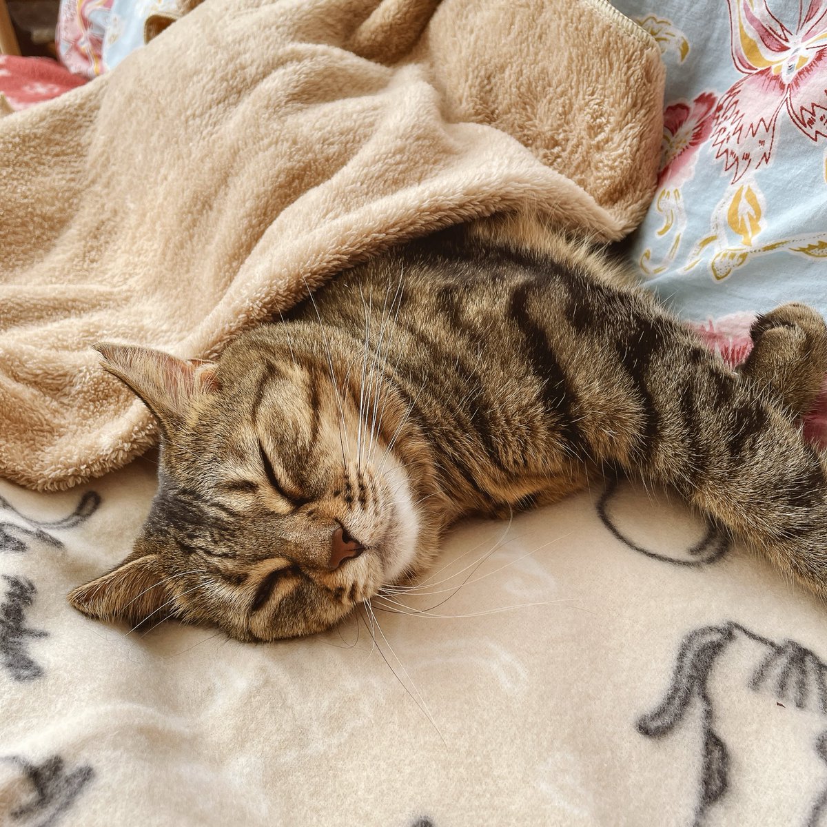 あったか毛布でお昼寝タイム