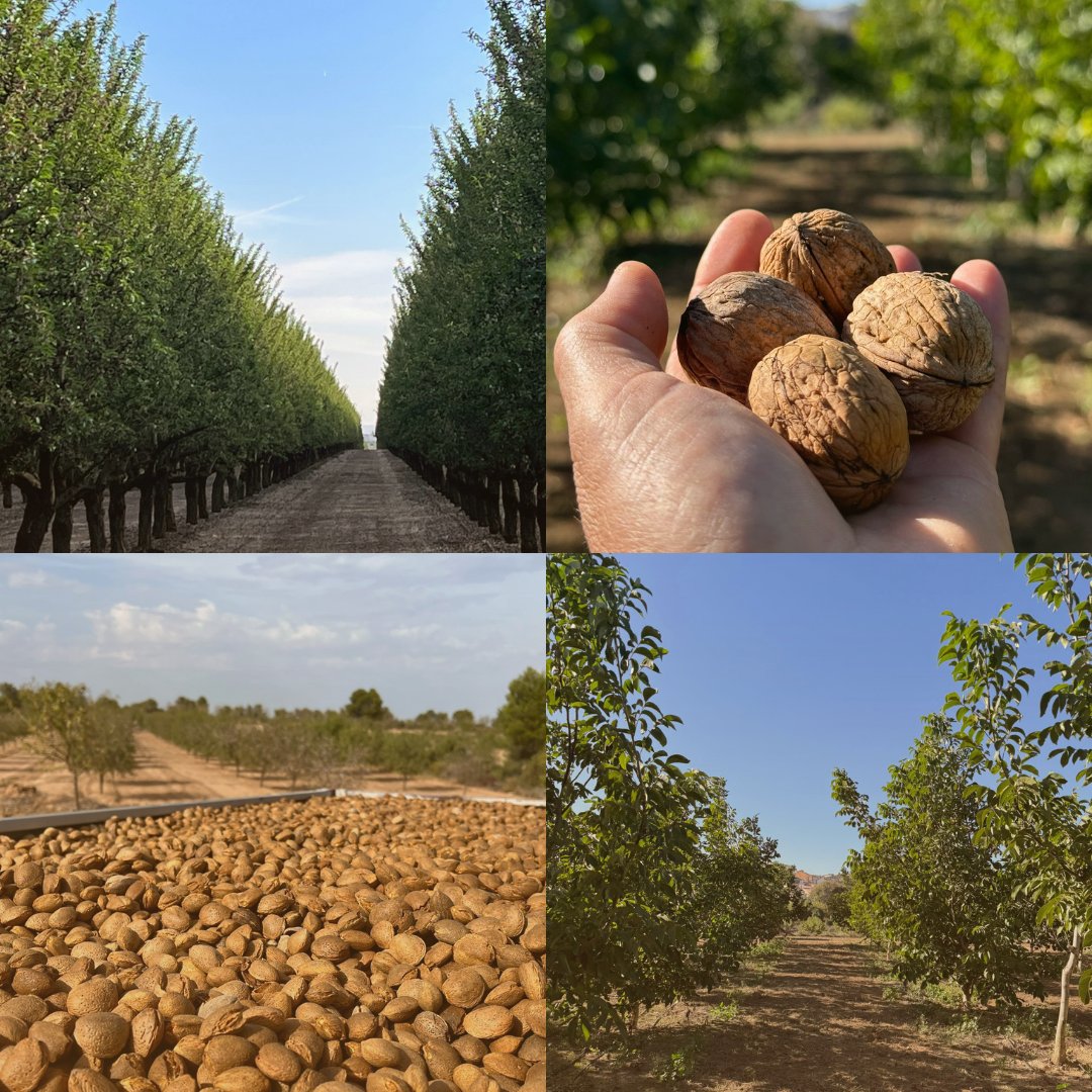 almolive_agro's tweet photo. 🌱 Hoy es el día mundial de la ecología

En conmemoraciones como esta queremos agradecer a todos los agricultores que se esfuerzan por usar técnicas enfocadas a aumentar la biodiversidad, reducir el impacto medioambiental y la huella de carbono

A seguir adelante👏👏👏 https://t.co/mQBUzZm4qF