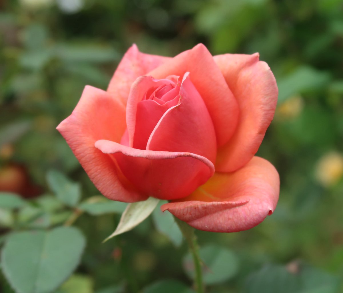 スカーレット(多忙の為 お返事遅れてごめんなさい(☆´_ _)ﾍﾟｺﾘ) on X