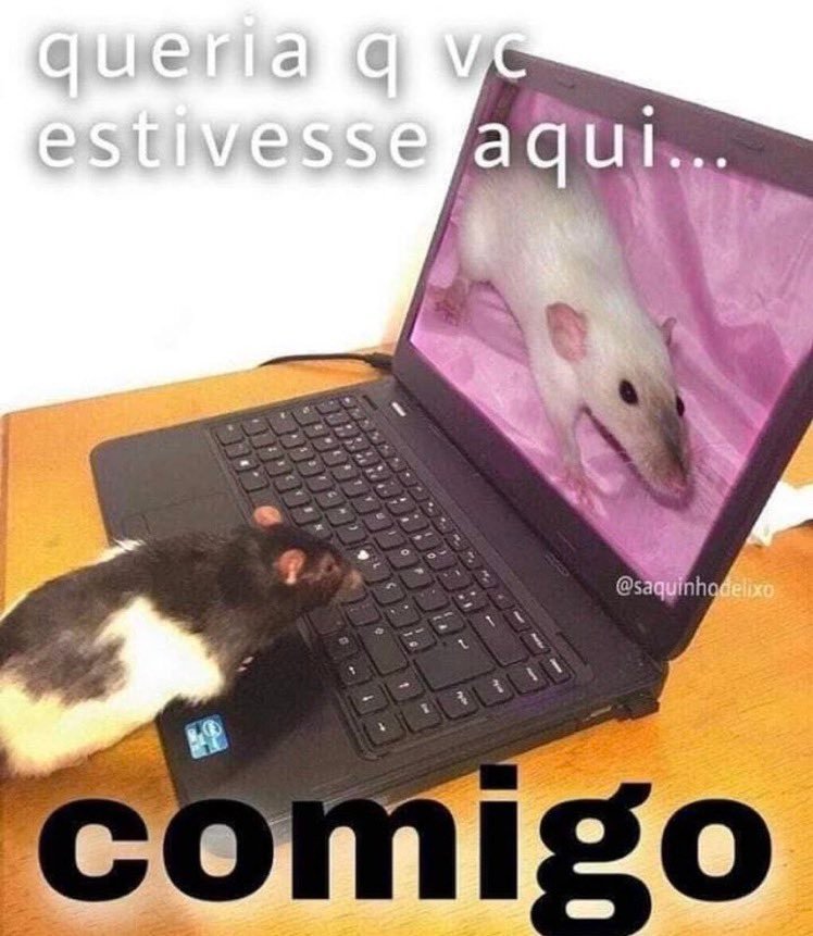 perfil dedicado a gatinhos e peitos tweet media