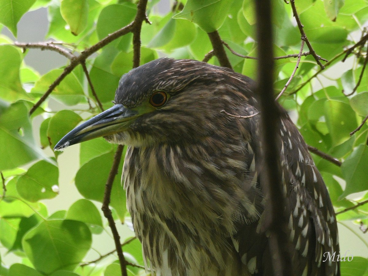 juvenile Black Crowned Night Heron #birds #birdphotography #birdtonic #birdtwitter #wildlife #wildlifephotography #TwitterNatureCommunity #Tokyo #Japan