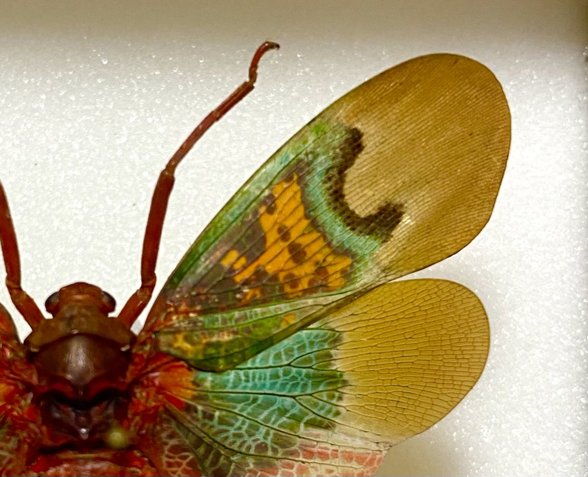 楠彩音🦋蝶と蛾の祭展ありがとうございました on X