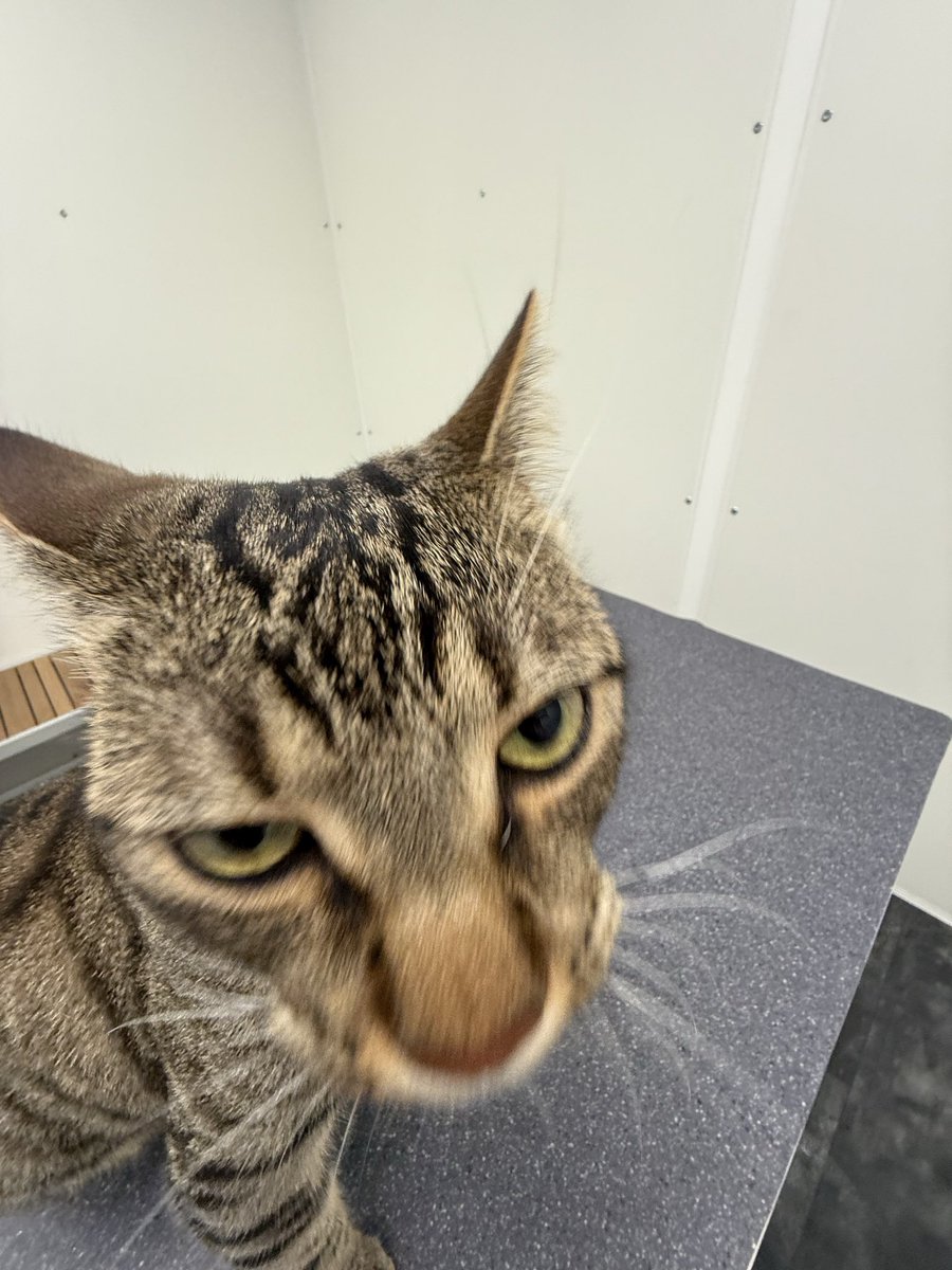 bignuggetbox's tweet image. Let’s celebrate this day with the most unflattering pictures of my cat Binky