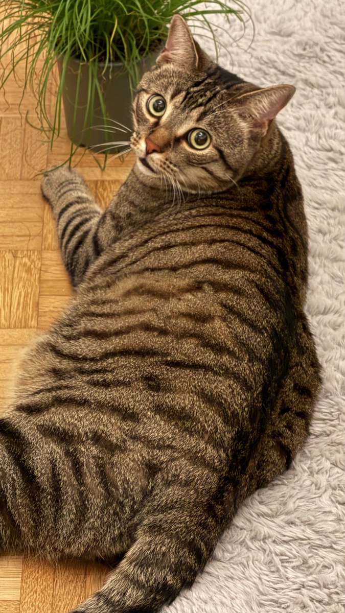 bignuggetbox's tweet image. Let’s celebrate this day with the most unflattering pictures of my cat Binky