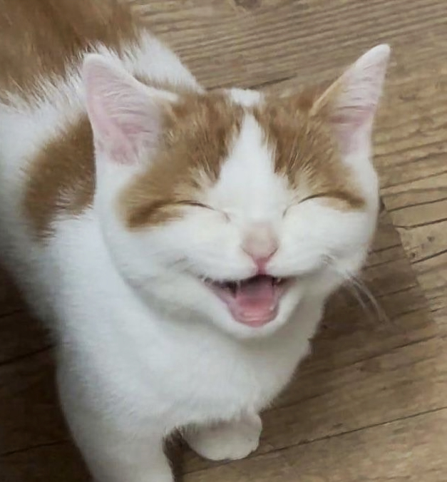 G Shiau Δ 🔺💚 on X