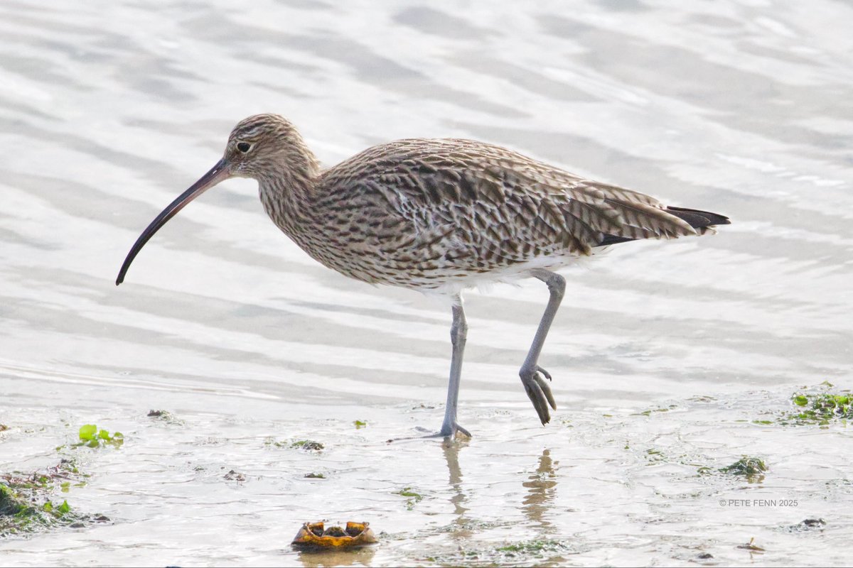 A Curlew at Carnsew Pool, Hayle, Cornwall last week for #WaderWednesday #Birds