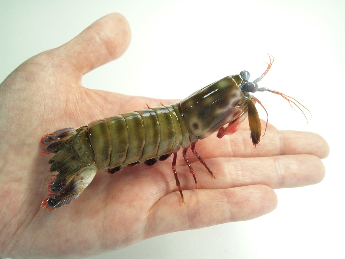 素敵なタグに便乗させていただきます。
多くの方に作品をご覧いただけると嬉しいです。

#海族のお宝2025ex