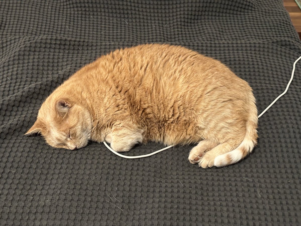 Daniel Bachmann tweet media