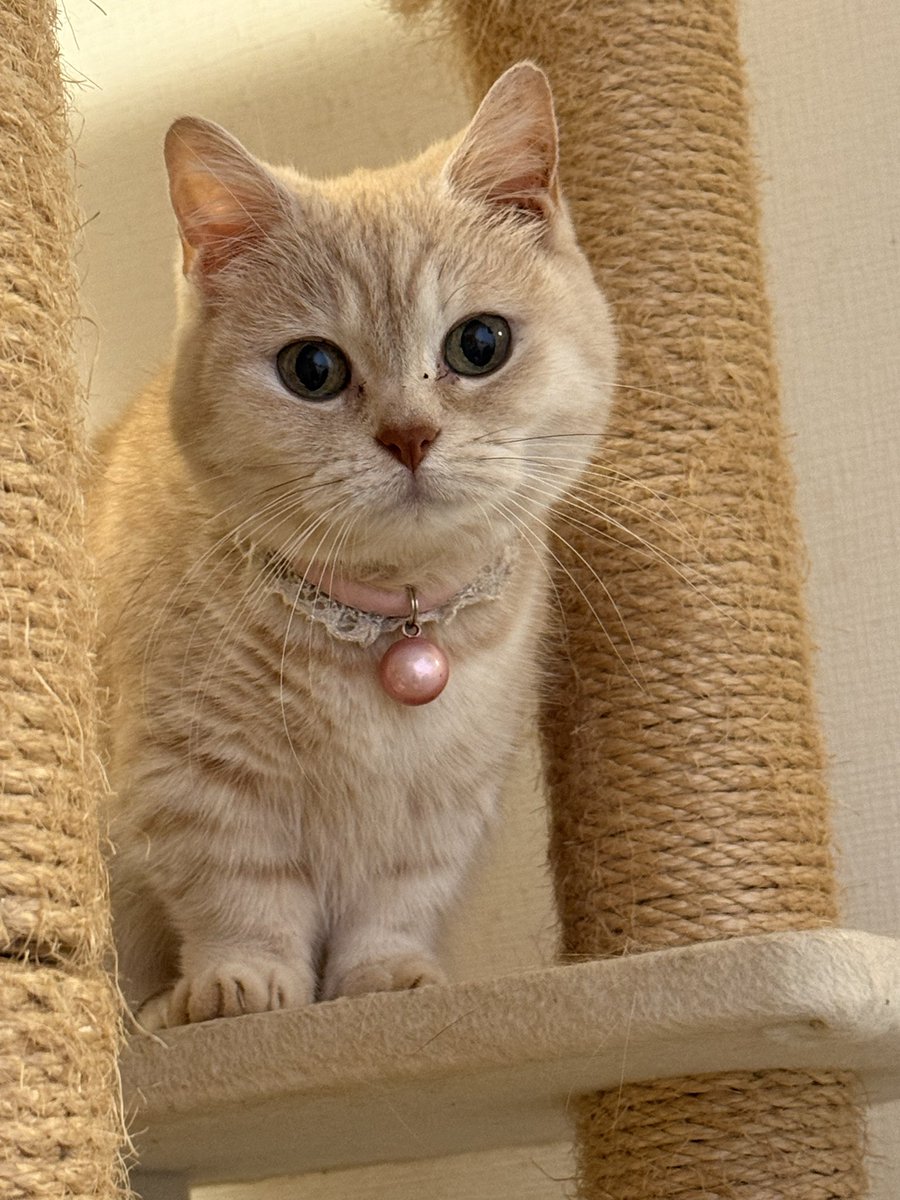 みぃすけ様 みぃすけ (@Mimami_cat) / Posts / X